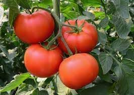 Super Fantastic Tomato Seeds for Planting heirloom & Non-GMO Seeds